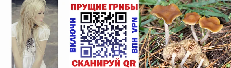 Галлюциногенные грибы GOLDEN TEACHER  Бийск 